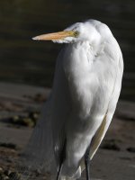 Egret.jpg