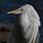 Egret3.jpg