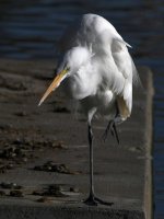 Egret8.jpg