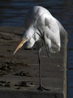 Egret9.jpg