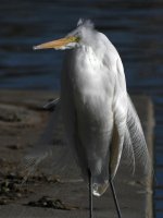 Egret10.jpg