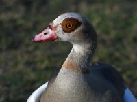 Goose2.jpg