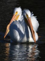 Pelican6.jpg