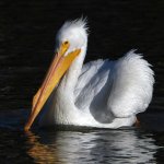 Pelican7.jpg