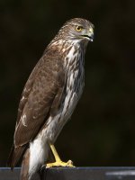 Hawk4.jpg