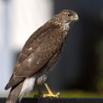 Hawk6.jpg
