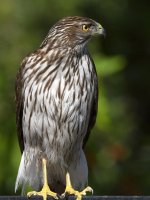 Hawk8.jpg