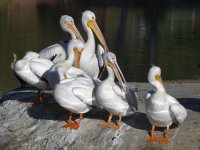 Pelican.jpg