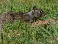 Squirrel.jpg