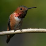 Hummer.jpg