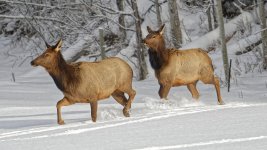 Elk 1.jpg