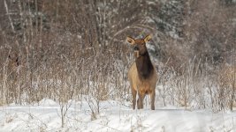 Elk 2.jpg