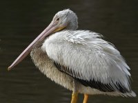 Pelican5.jpg