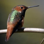 Hummer14.jpg