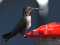 Hummer18.jpg