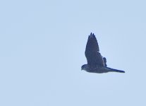 _ROY0585_00001.jpg