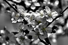 cherry blooms selective color800.jpg