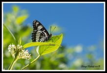 Day173Butterfly.jpg