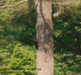173 Pileated Woodpecker-130622-02_1.jpg
