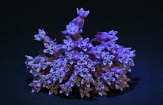 milkweed2 800.jpg