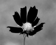 B&W2.jpg