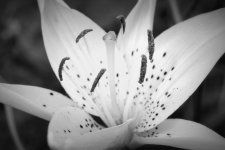 B&W4.jpg