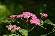 ImageUploadedByTapatalk HD1372011250.233877.jpg