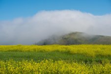 mustard&fog.jpg