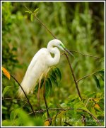 DSC__WLP_0001-16.jpg