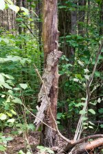 DSC_0793.jpg