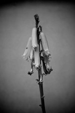 DSC_0499 (1).jpg
