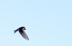 DSC_0802.jpg