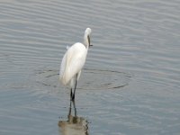DSCN9238.jpg