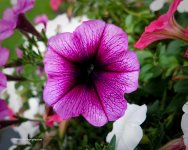IMG_0191_6833.jpg