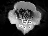DSCN9054a.jpg