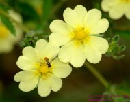 178 Cinquefoil & Bug-130627-01_01.jpg
