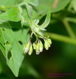 178 Nightshade-130627-02_01.jpg