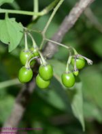 178 Nightshade-130627-01_01.jpg