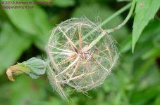 178 Yellow Flower Seed Ball-130627_01.jpg