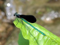 DSCN9288a.jpg