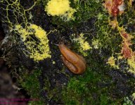 180 Mold & Slug-130629-05_01.jpg