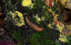 180 Mold & Slug-130629-03_01.jpg