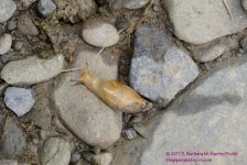 180 Snail-130629-07_01.jpg