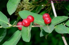 180 Honeysuckle Berries-130629-02_01.jpg