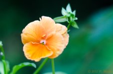 DSC_8468.jpg