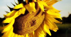 sunflower cropped800.jpg