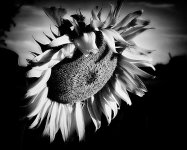 sunflower blk n wht1.jpg