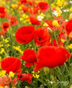 poppies and friends.jpg
