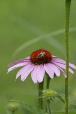 _DSC0020.jpg