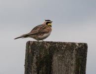 hornlark7NET.jpg